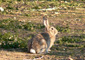 conejo de monte