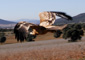 águila imperial ibérica
